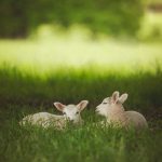 07 choses à savoir avant de fêter ou non la Pâque ou Pâques