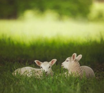 07 choses à savoir avant de fêter ou non la Pâque ou Pâques